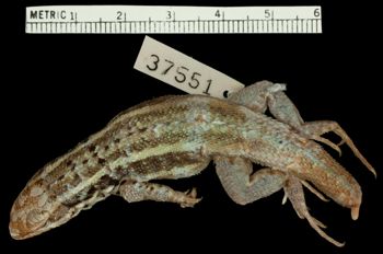 Media type: image;   Herpetology R-37551 Aspect: dorsal